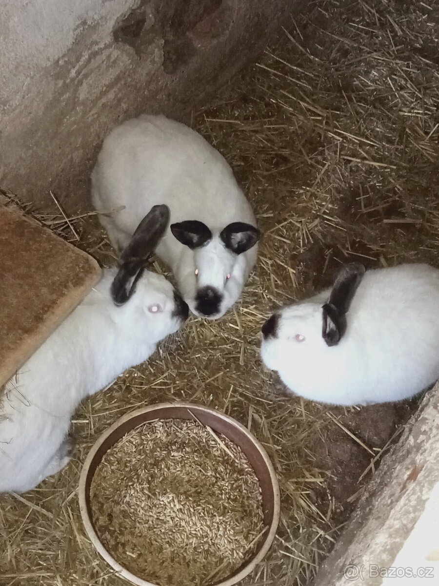 Letošní kalifornský černý