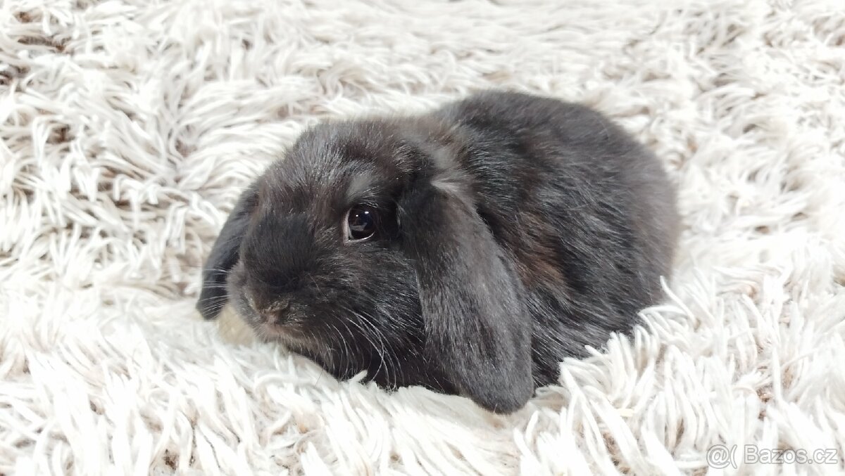 Zakrslý beránek, králíček, králík-BRUNO