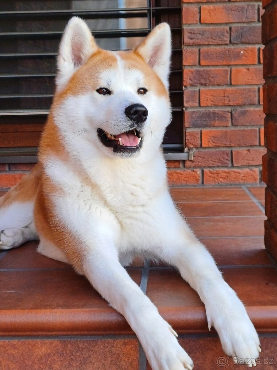 Akita Inu, krytí
