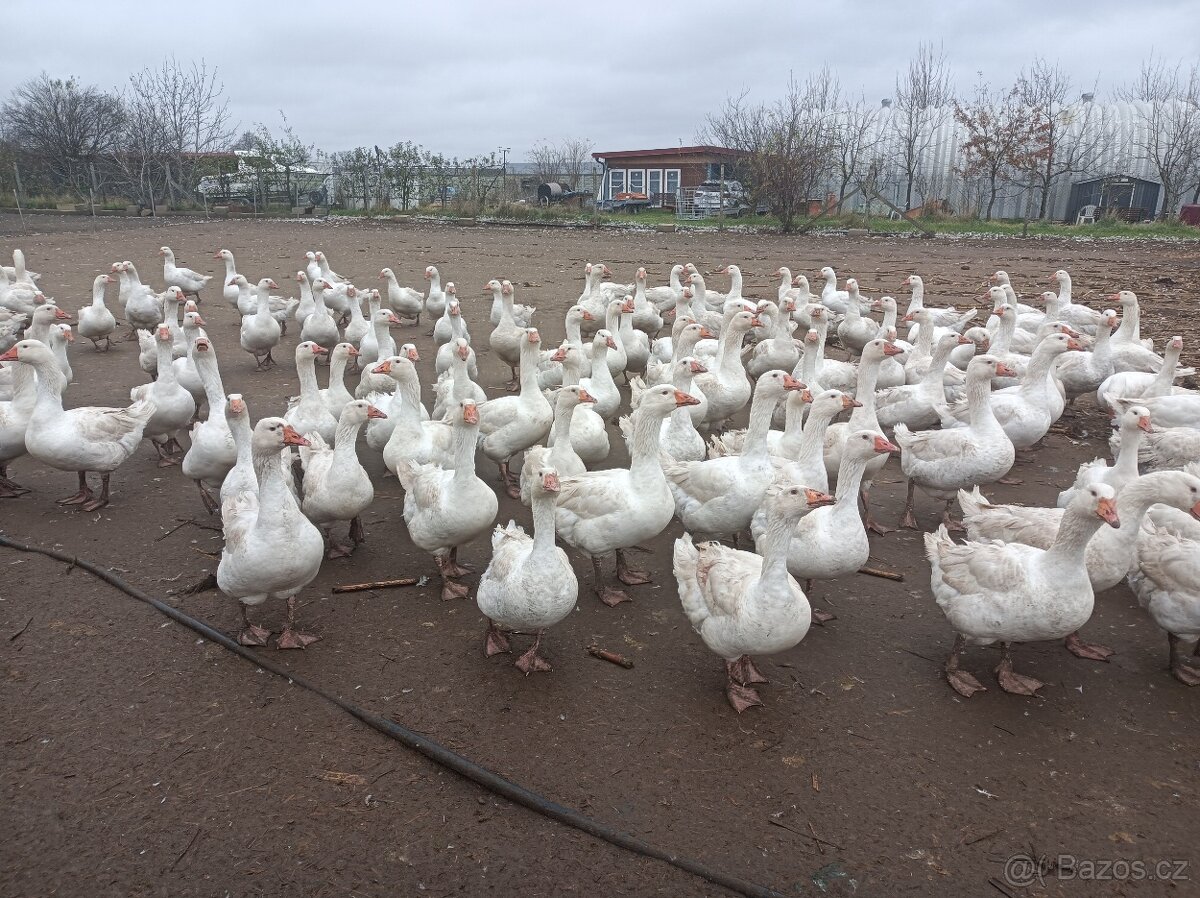 Husy německé nosné