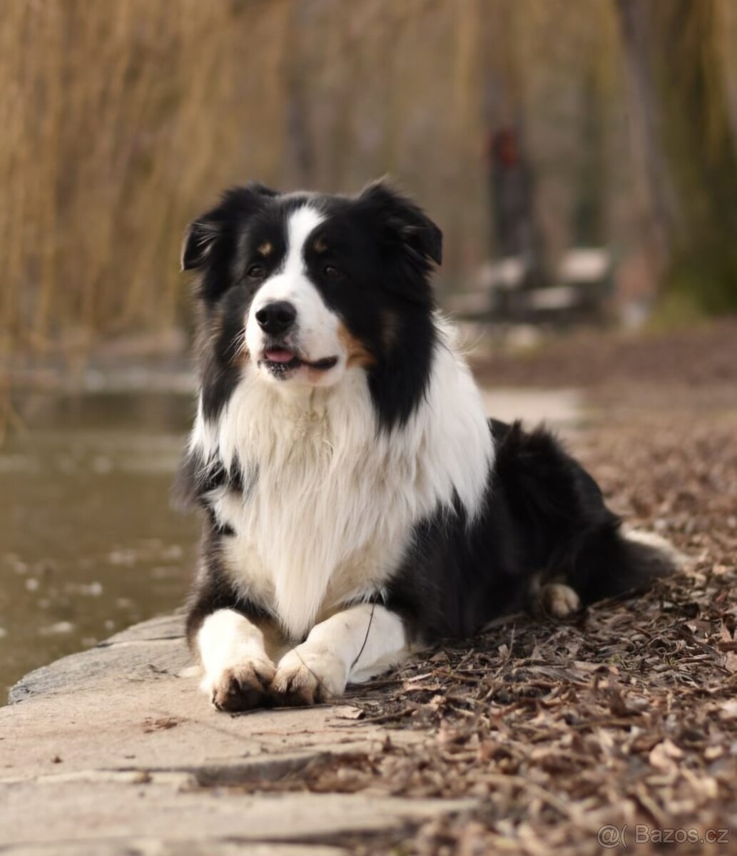 Border kolie - chovný pes ke krytí