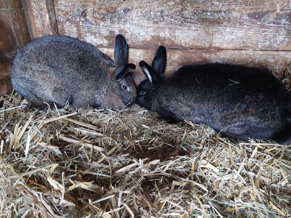 Samičky mix kalifornský černý x kastorex