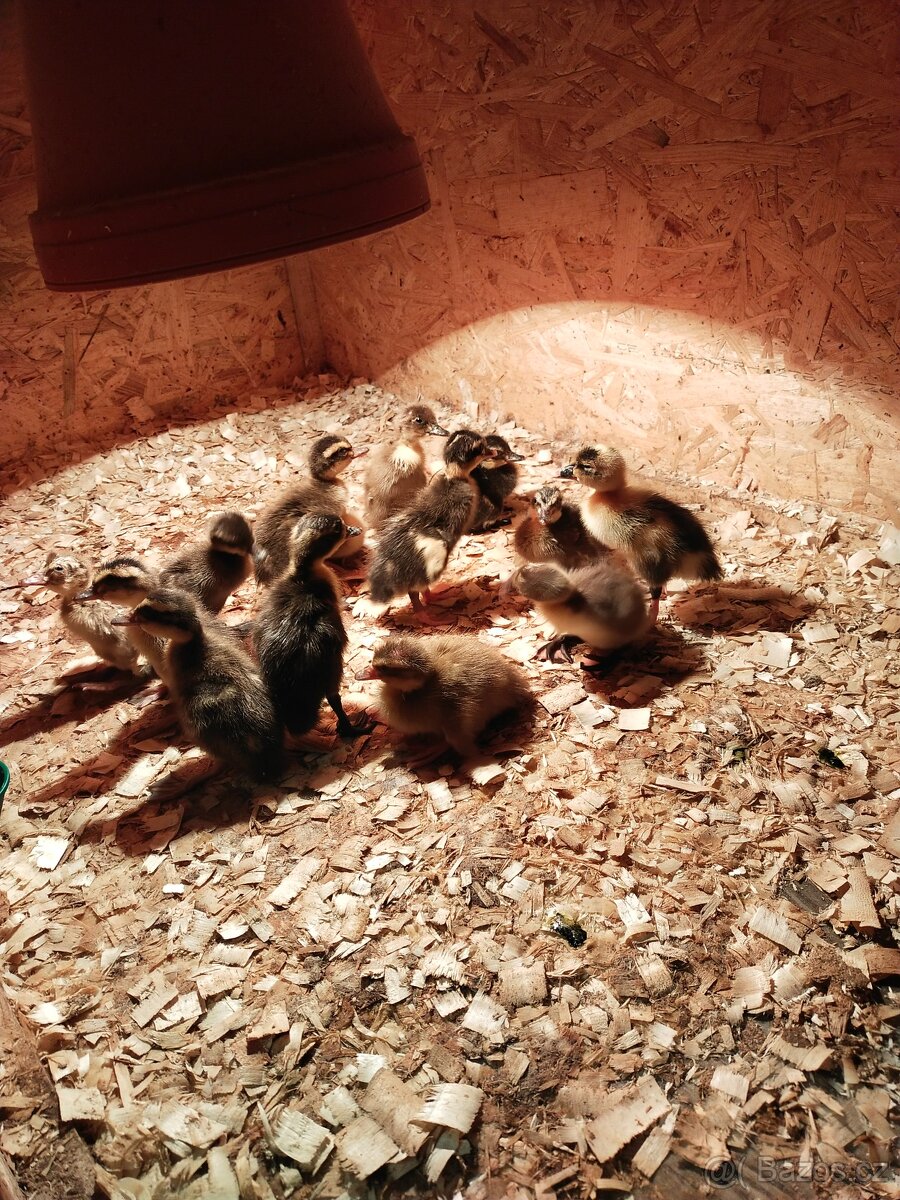 Kuřátka ,, běžci