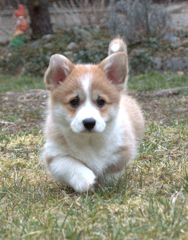 Welsch corgi pembroke s PP