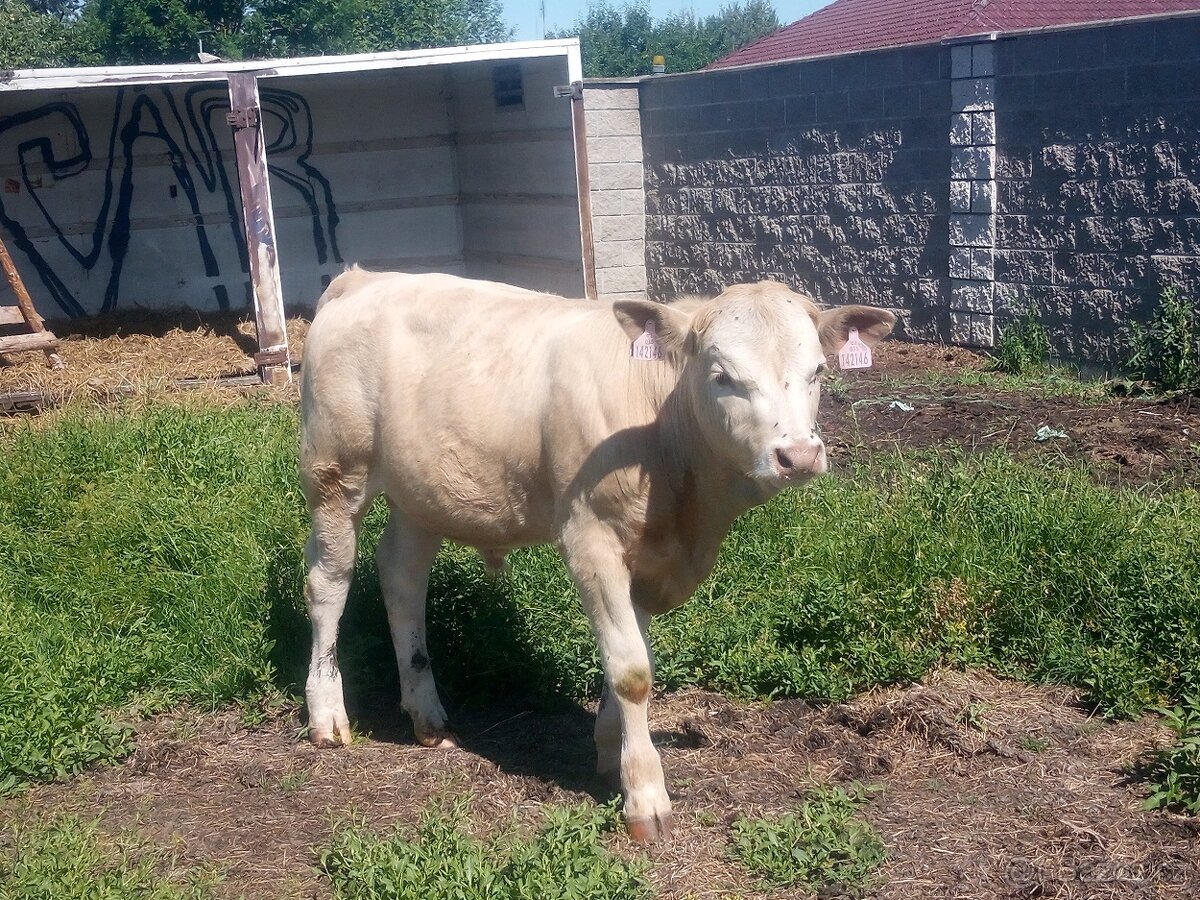 Býk