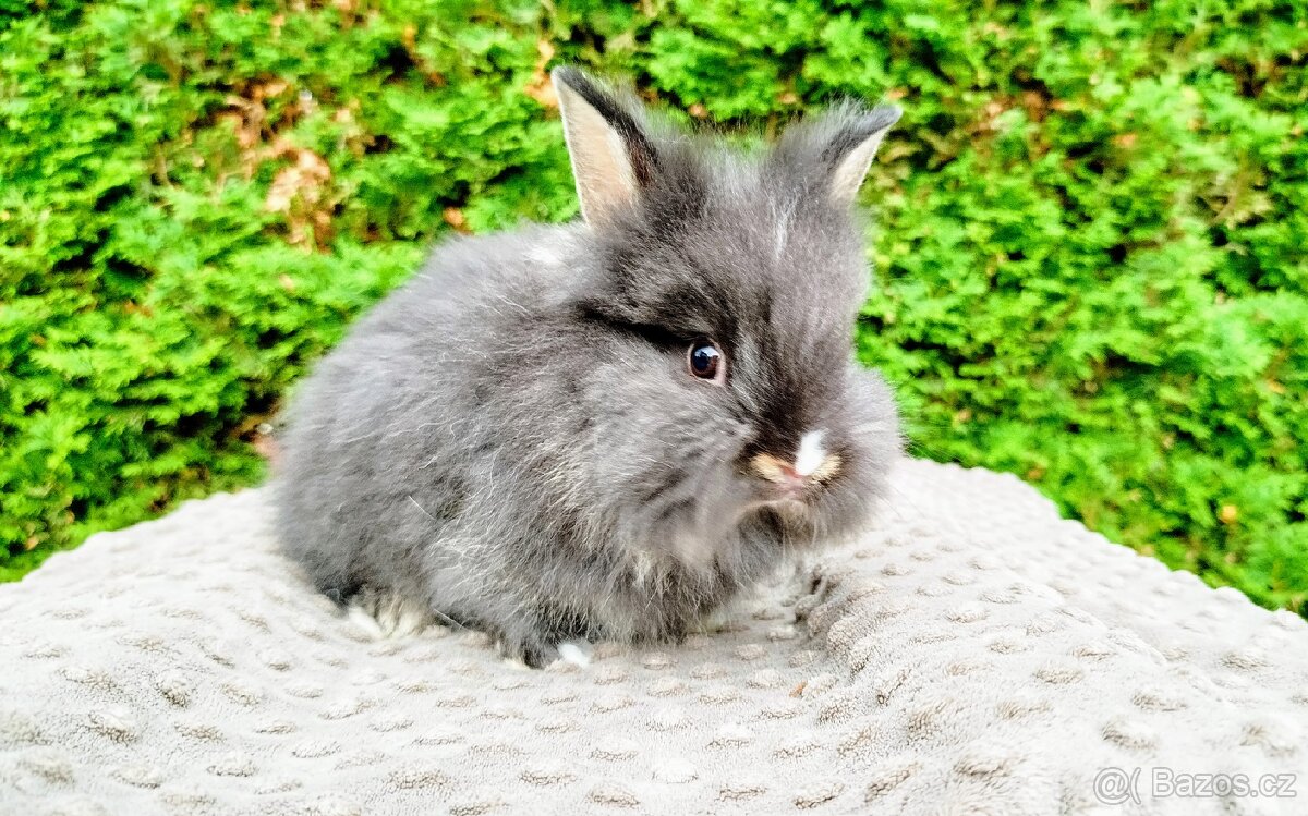 Zakrslý králík, králíček -(lvíček)-TOMMY