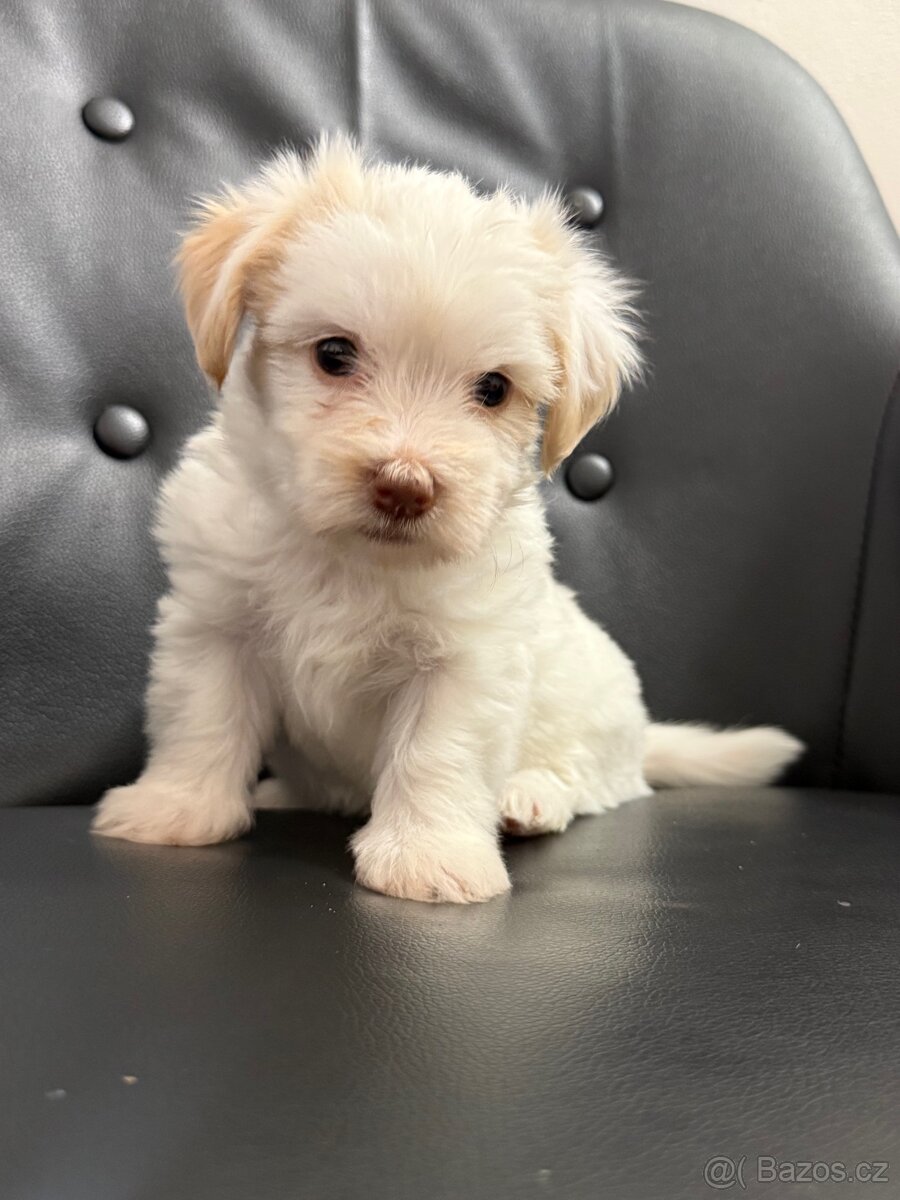 🐶 Na prodej – 3 štěňata havanského psíka 🐾