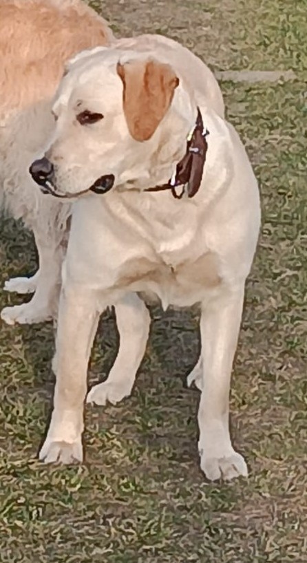 Labrador