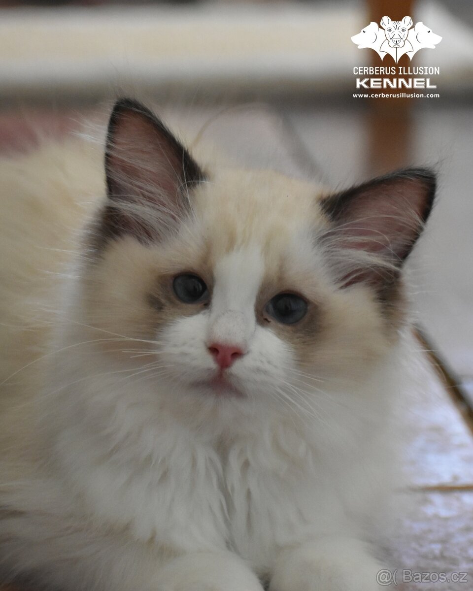 Ragdoll s PP – nádherná seal bicolor kočka na výstavy a chov