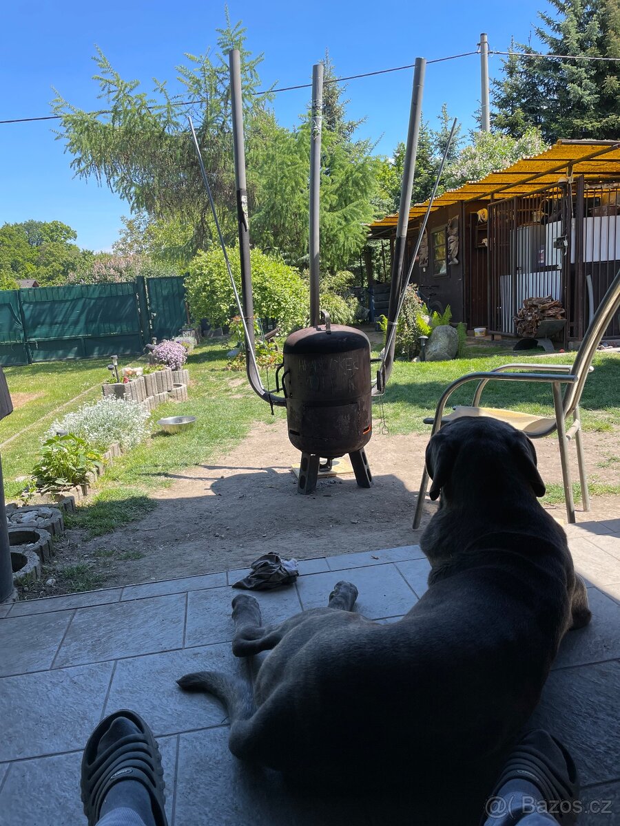 Cane Corso