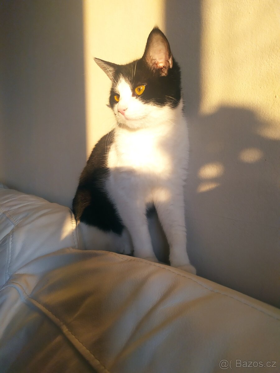 Kocourek hledá domov