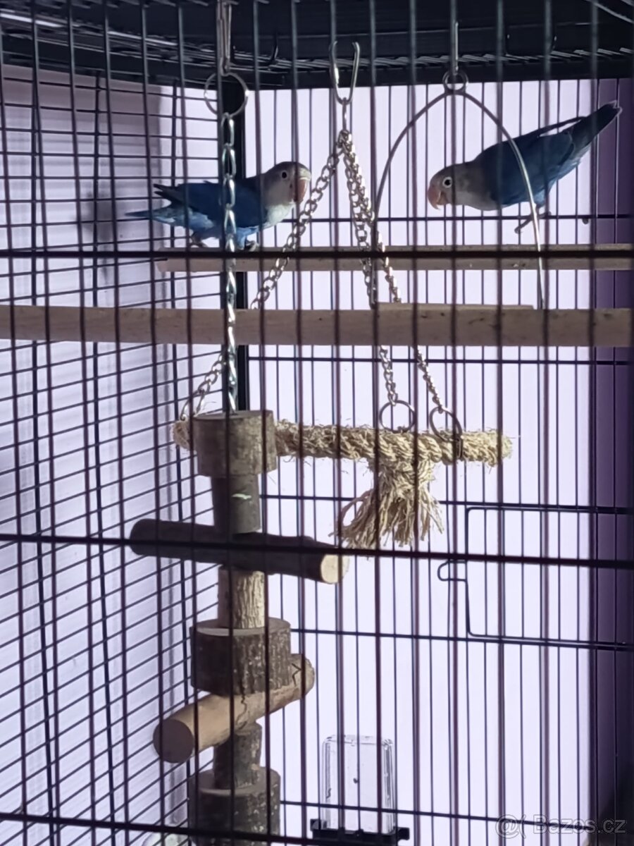 Agapornis Fischeri bez DNA