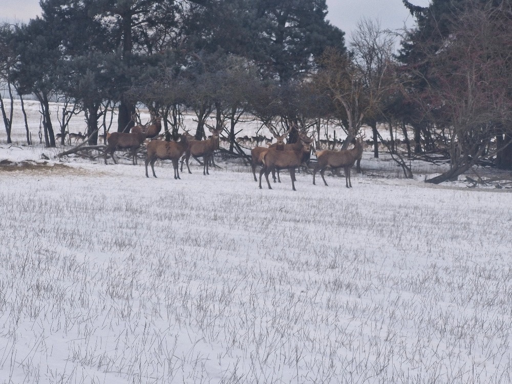 Hospodářská zvířata