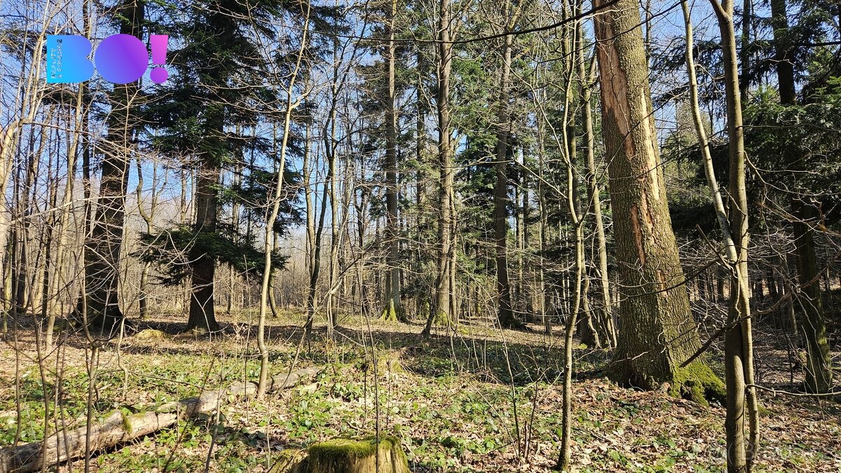 Prodej lesů, 55 558 m², Rybí