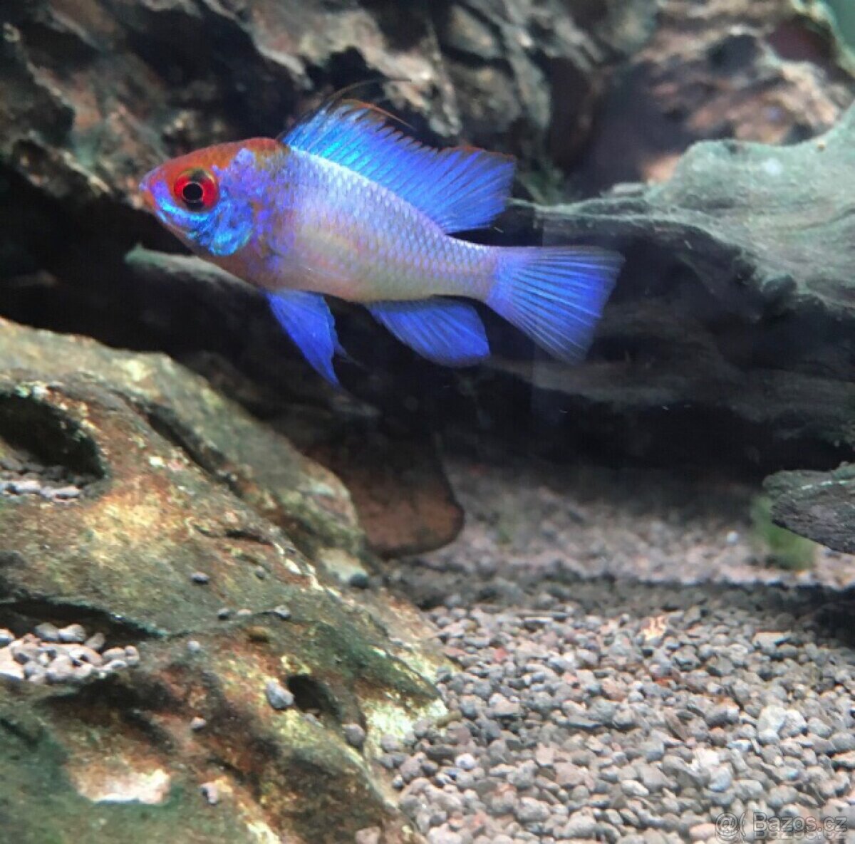 Cichlidka Ramirezova var. Electric blue neon