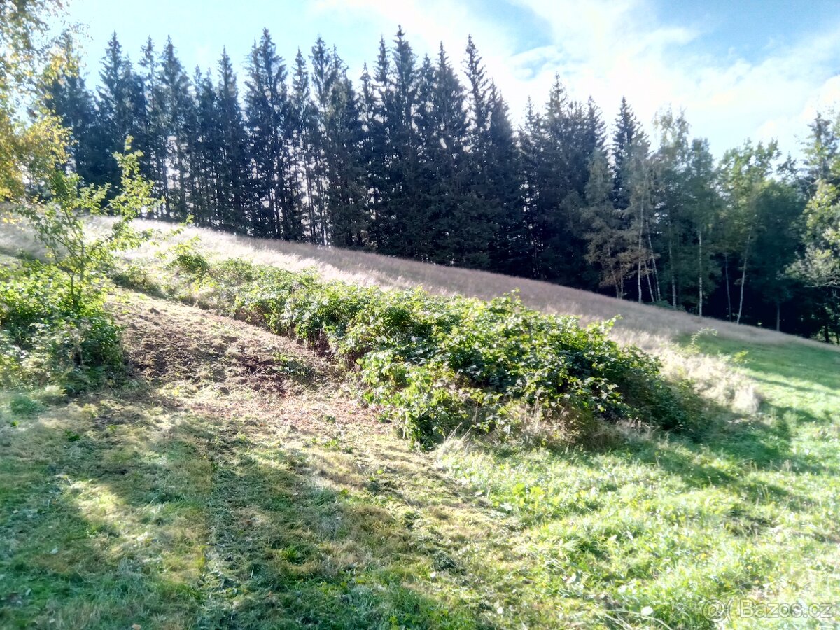 Sečení, mulčování pozemků a zahrad