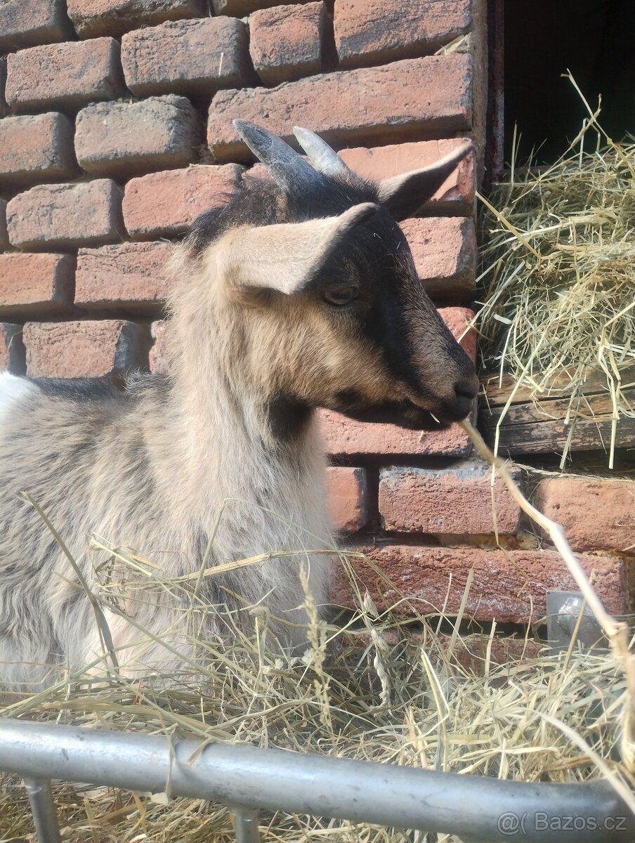 Poslední kozička