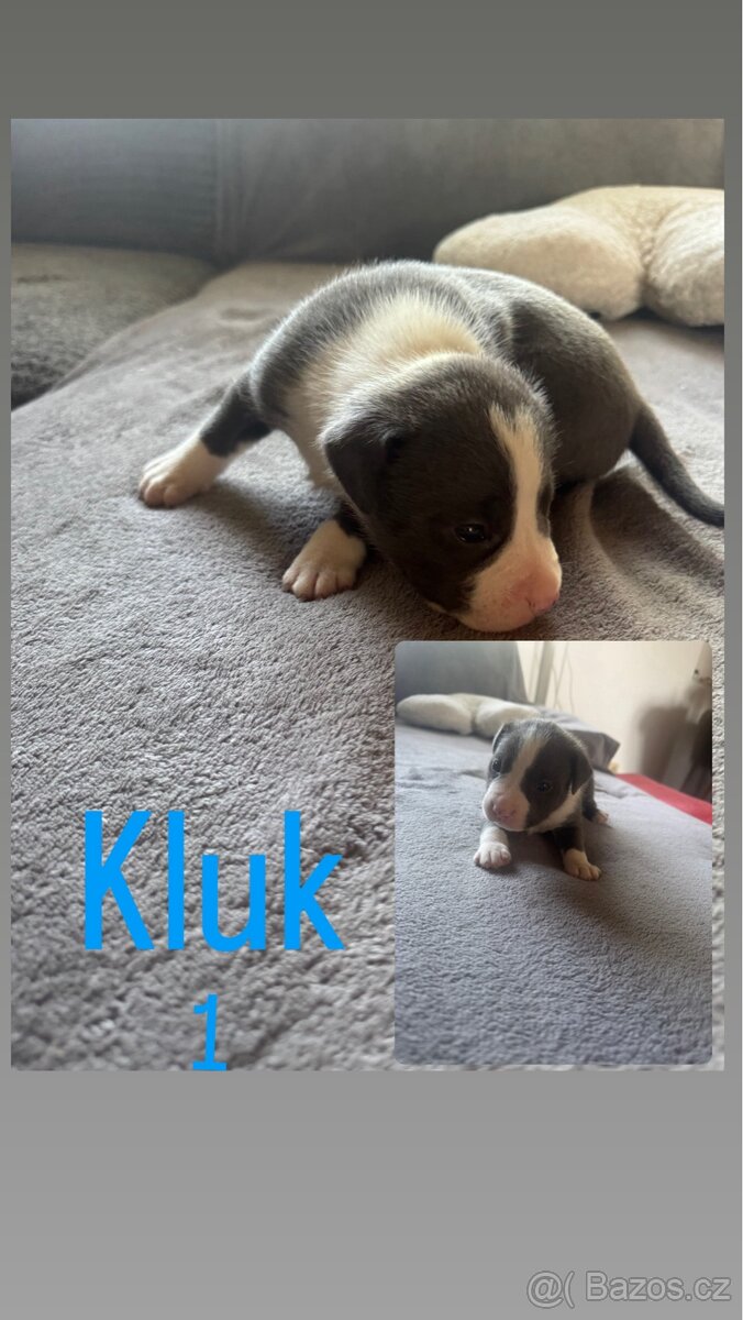 Štěňátka Amstaff X Staff