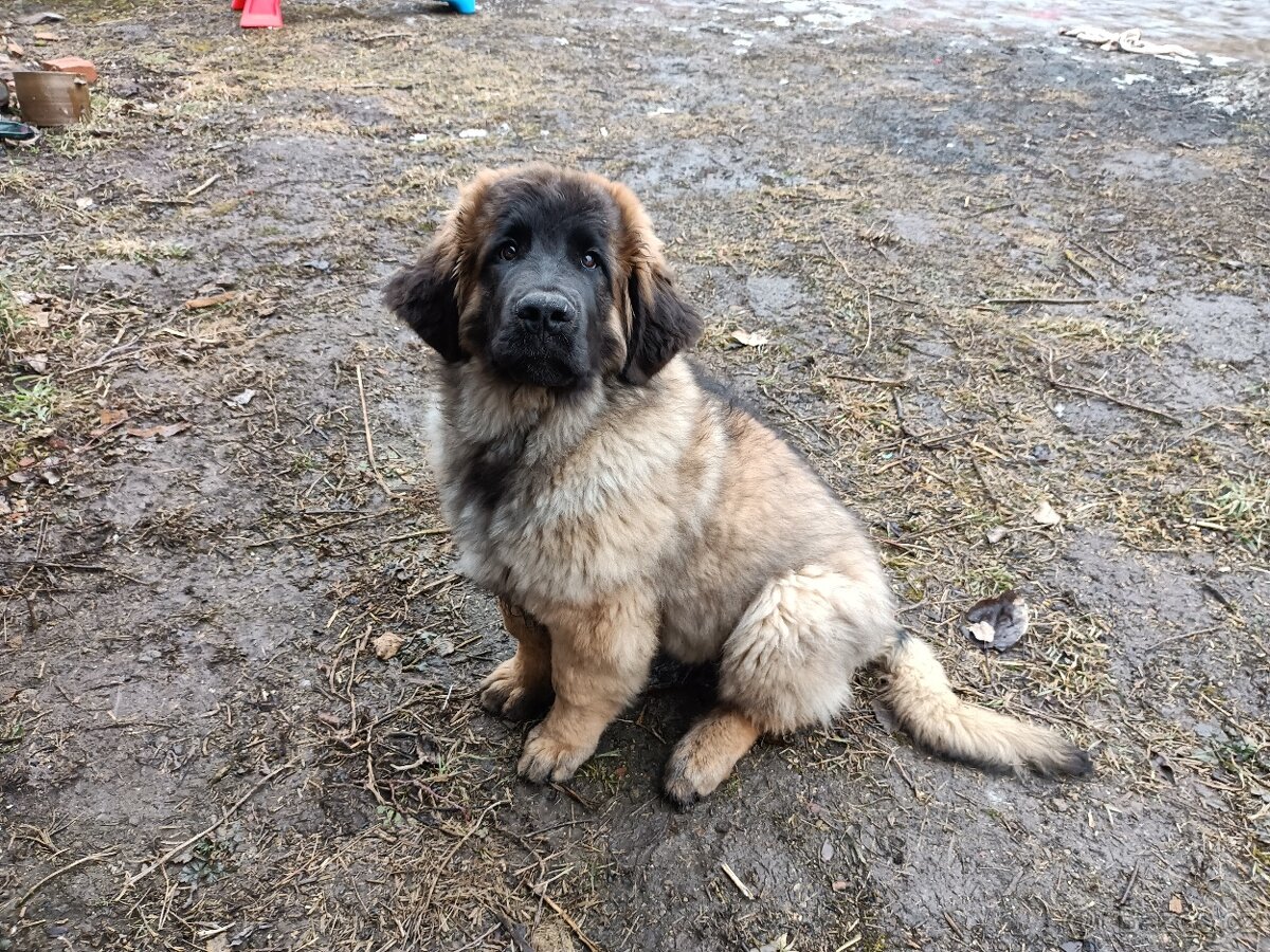 Leonberger 9mesicni stene