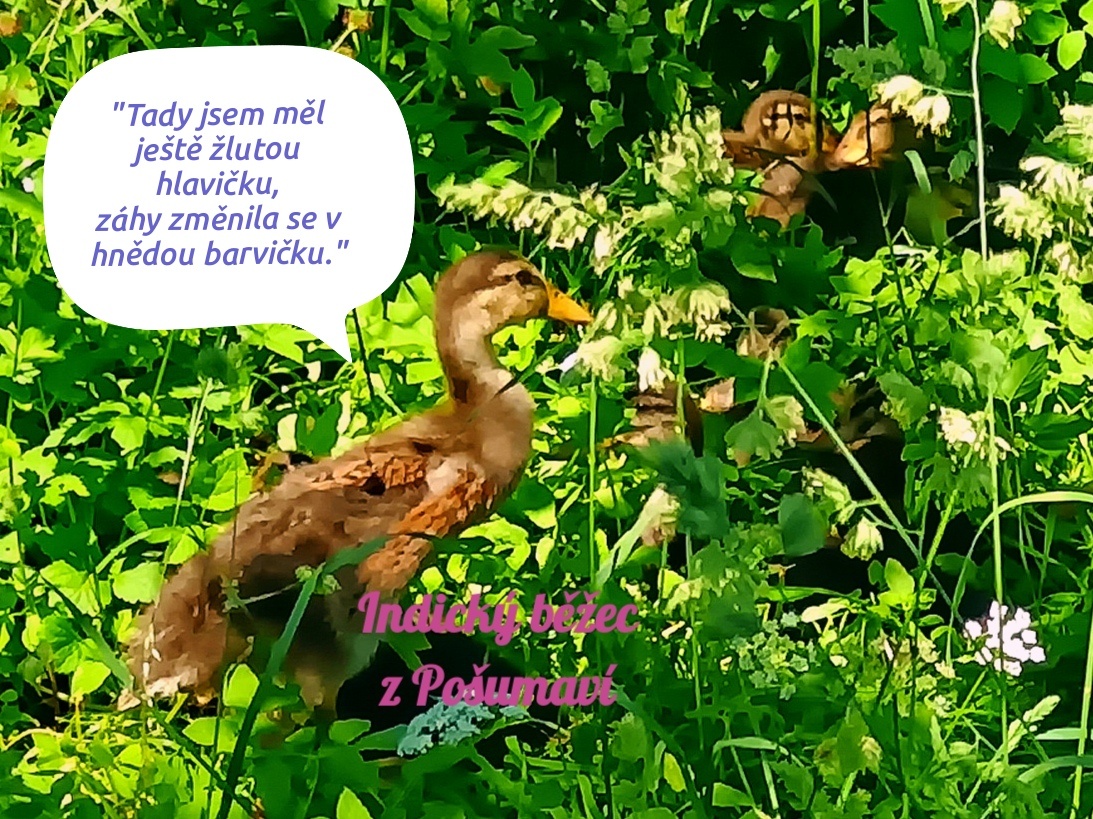 INDICKÝ BĚŽEC PSTRUHOVÝ - kachňata-kačírci 🦆🦆🦆