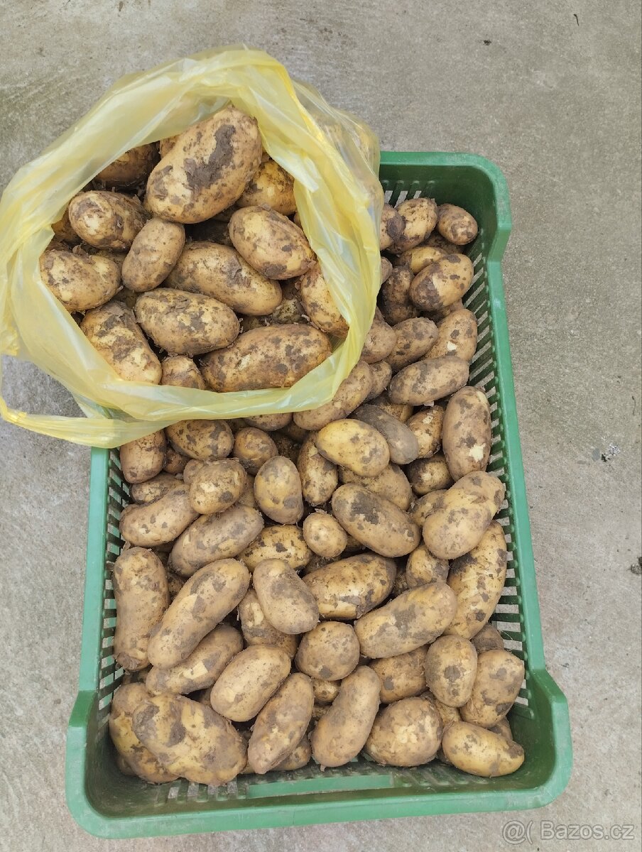 konzumní brambory na uskladnění