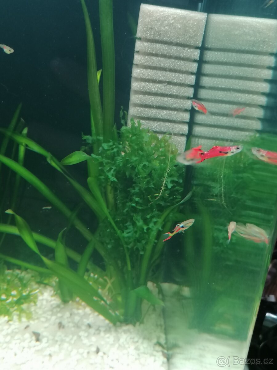 Endlerky RED SCARLET