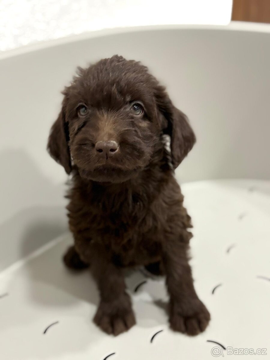 Labradoodle
