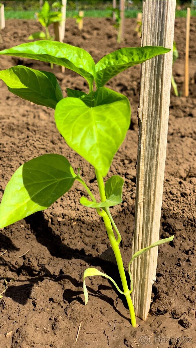 Poptávka Přísady paprik