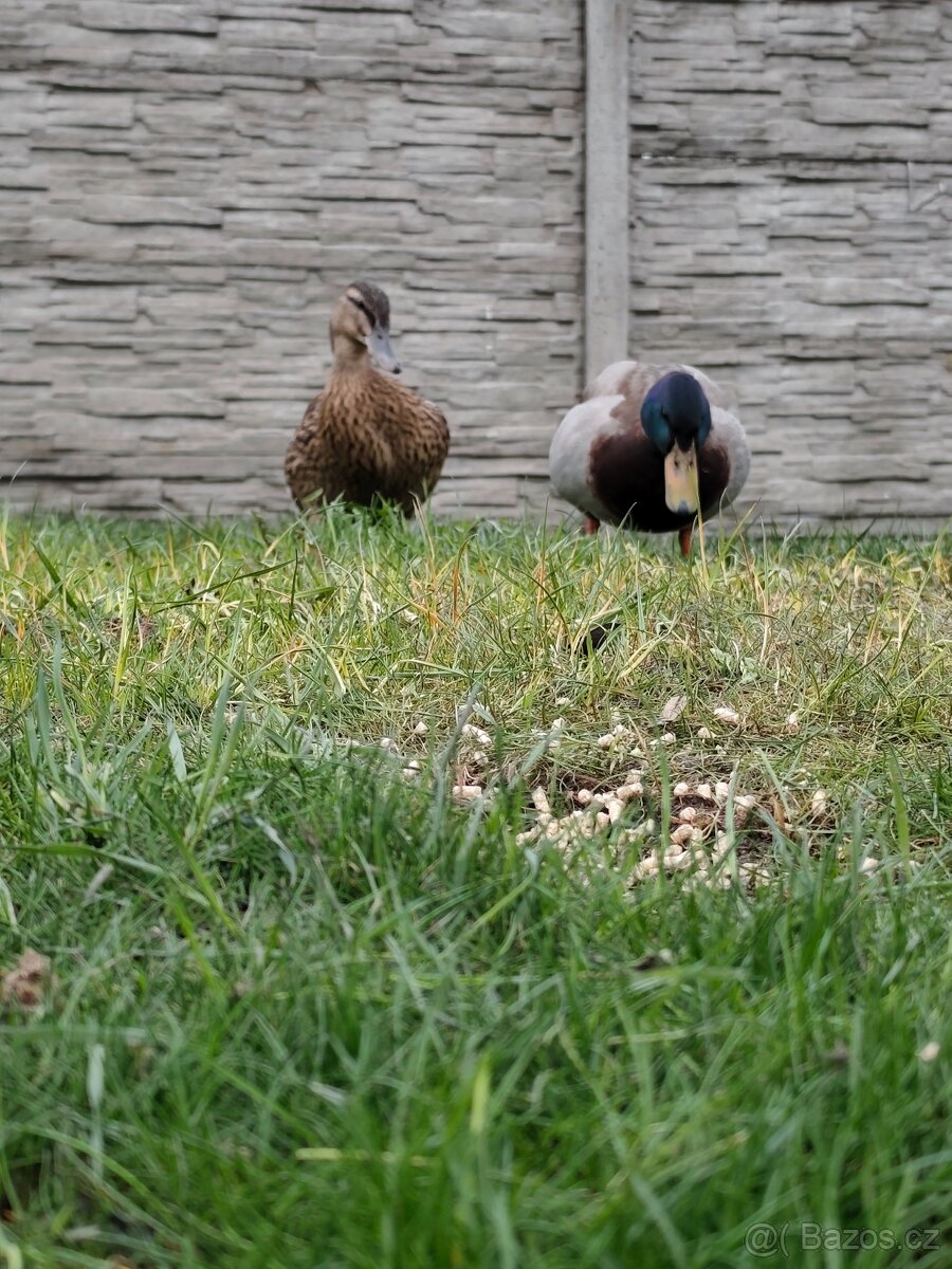 Kachna divoká mladý pár