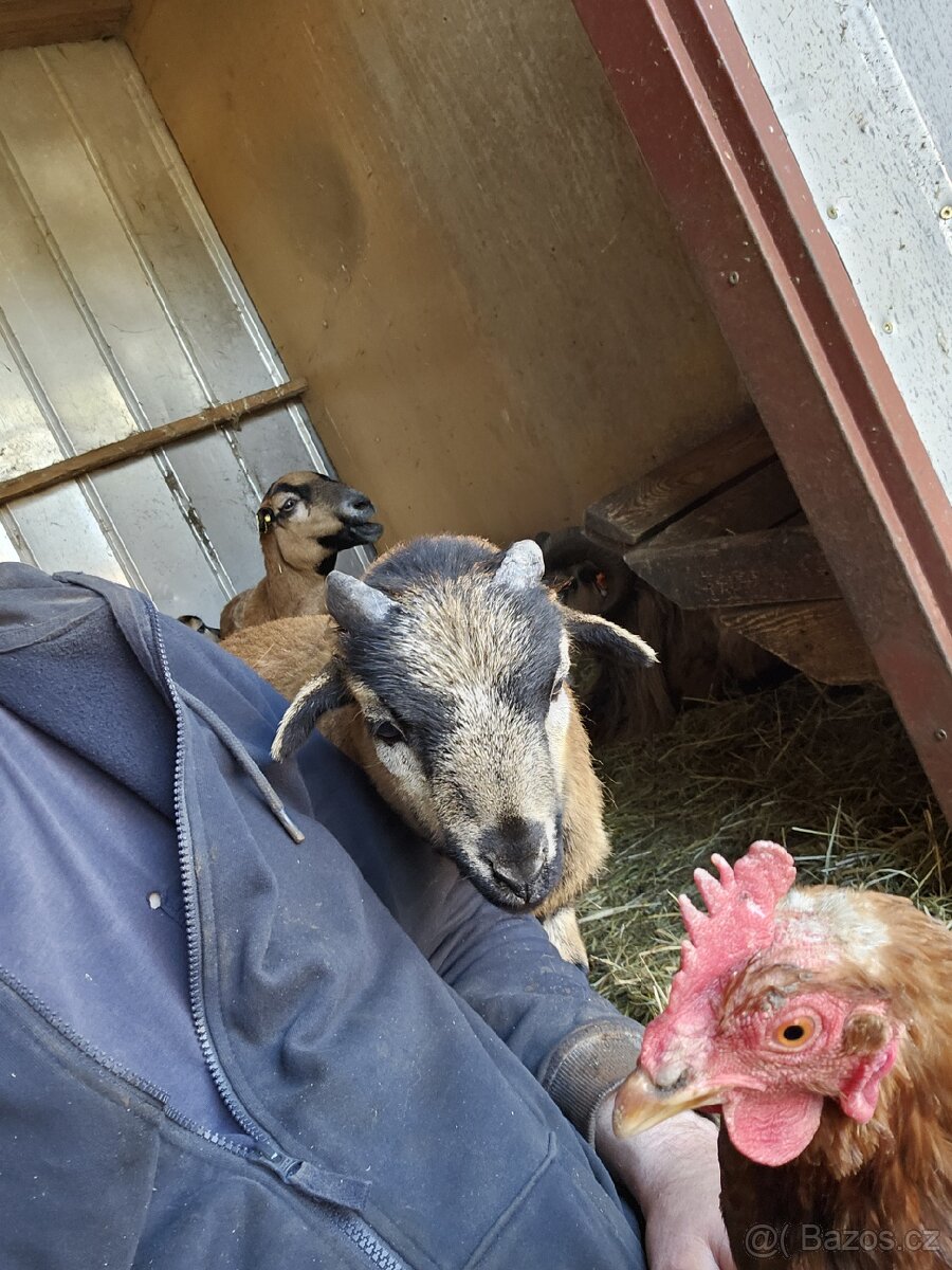 Kamerunský beránek