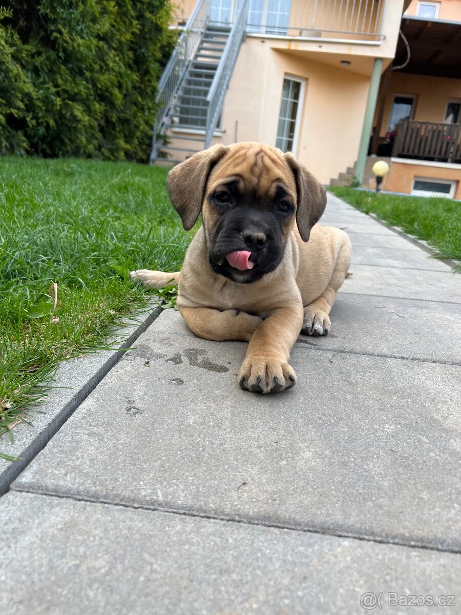 Cane corso