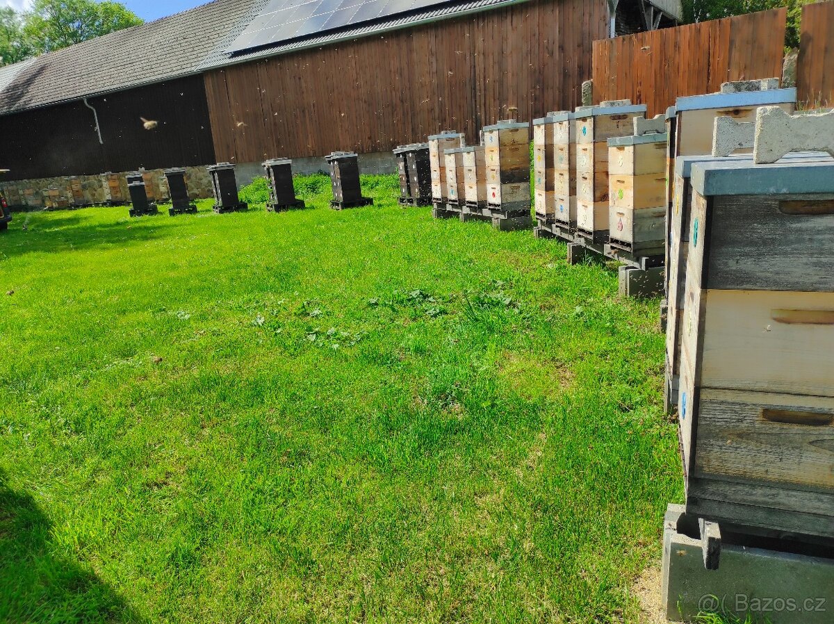 přezimovaná produkční včelstva, včelstva na silné oddělky