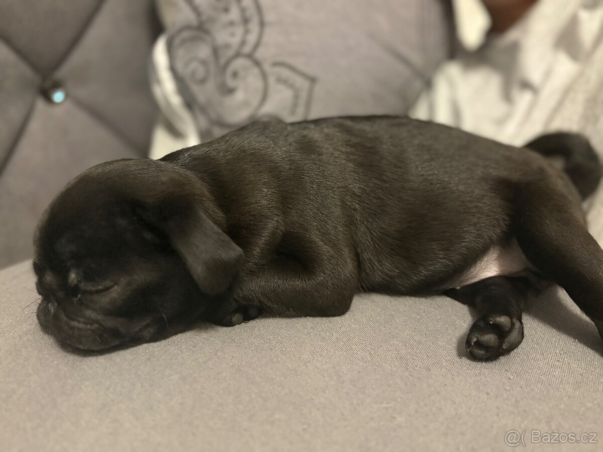 Mops štěně fena černa