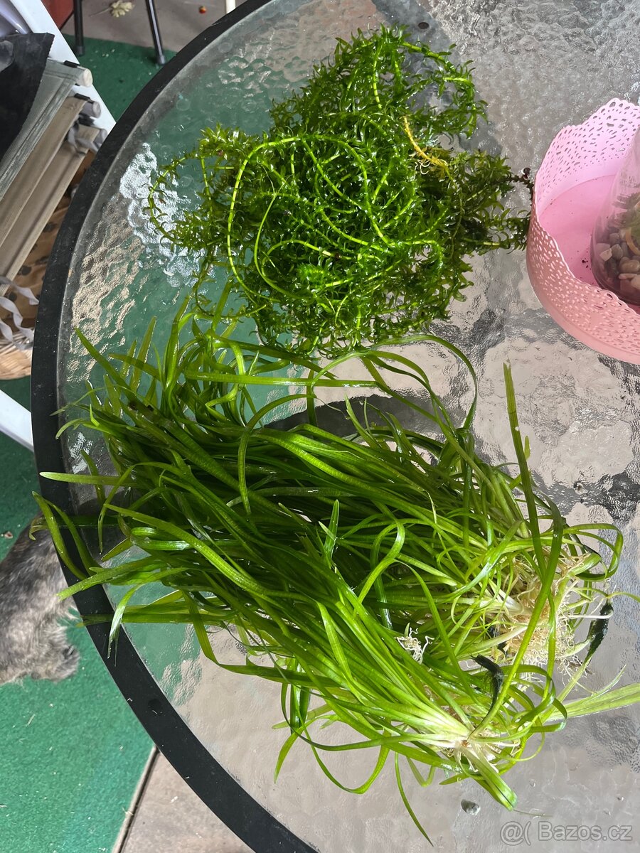 Akvarijni rostliny