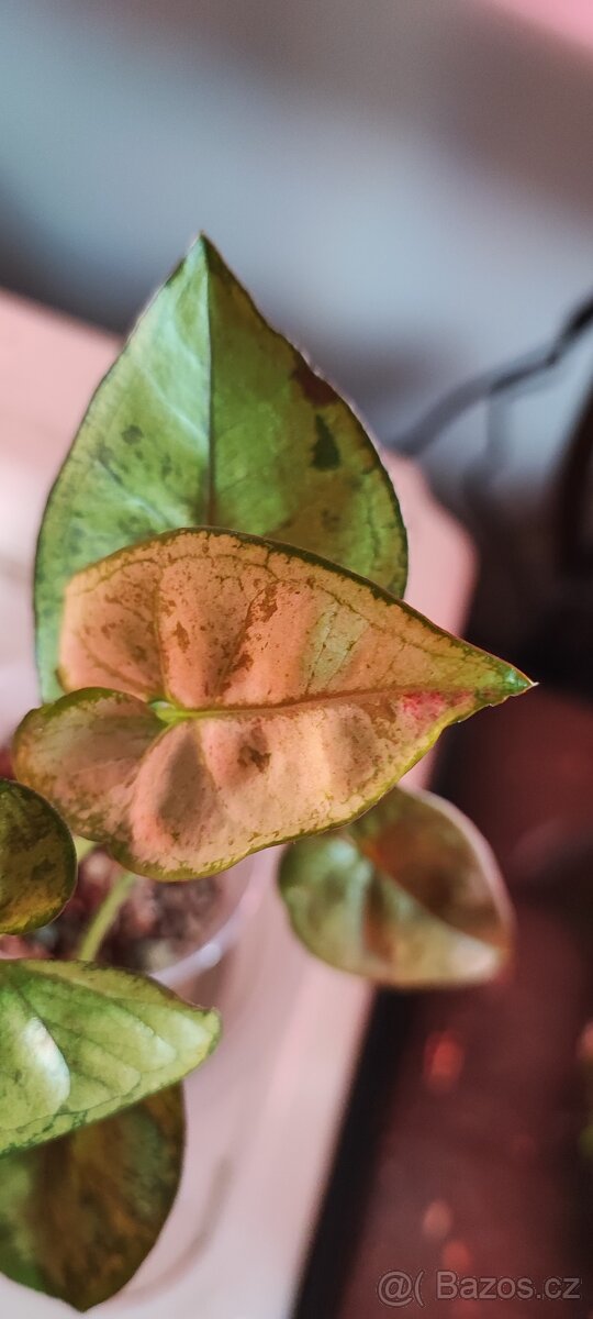 Syngonium 'Matcha Sprinkle'