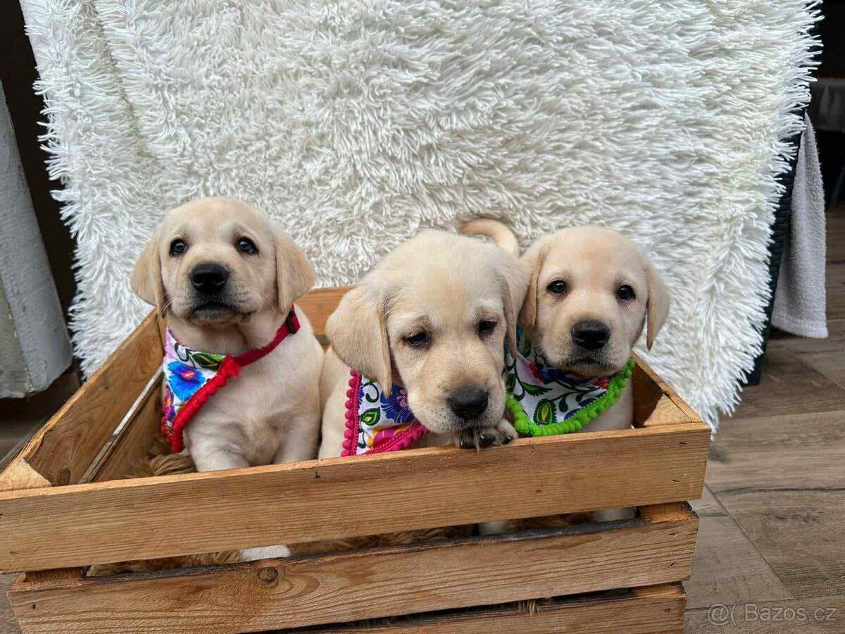Labradorský retriever