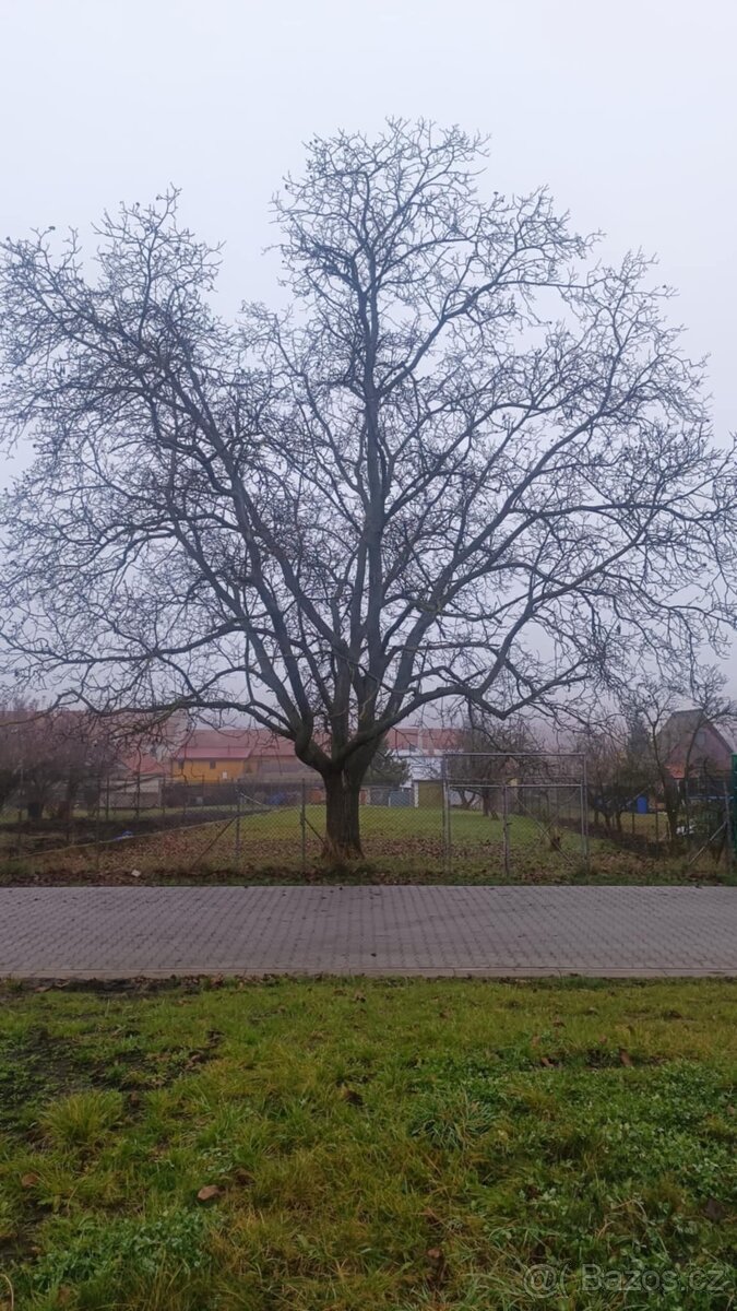 Dřevo ořech - strom