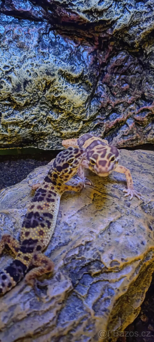 Gekon noční+terárium