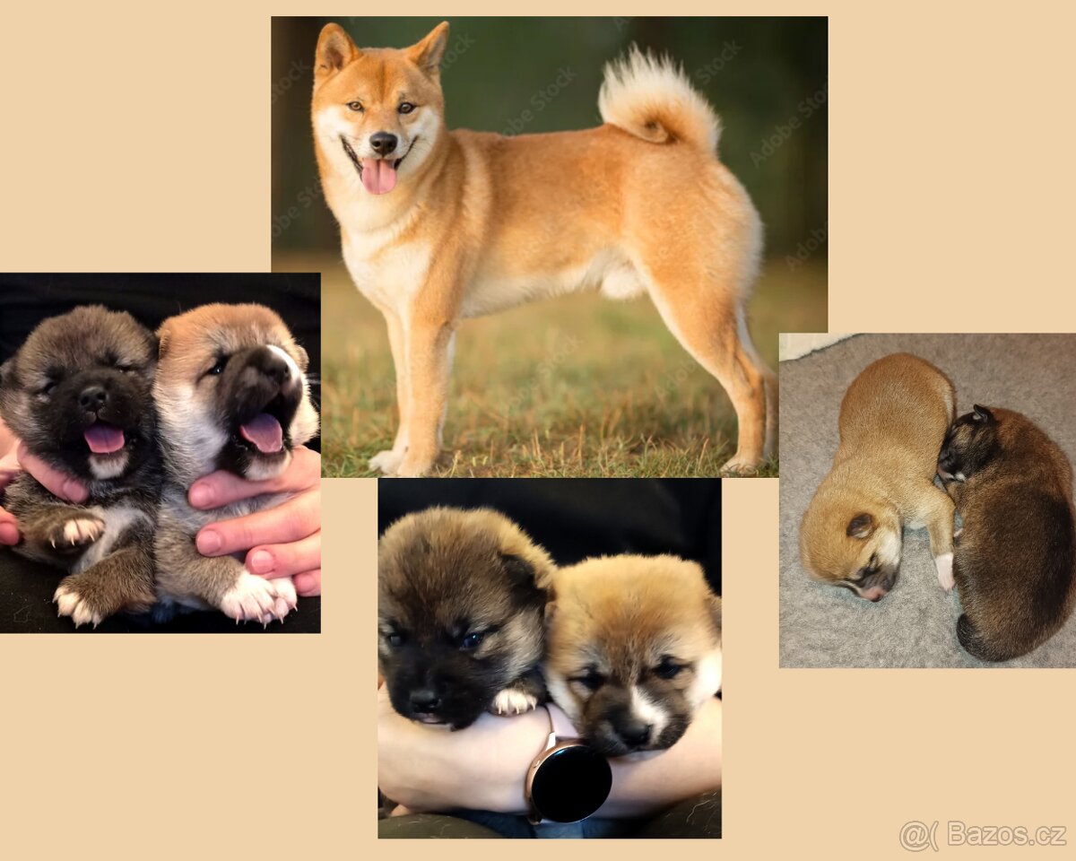 Shiba-inu štěně