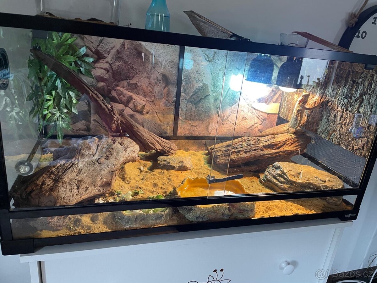 Terárium plus Agama Vousatá