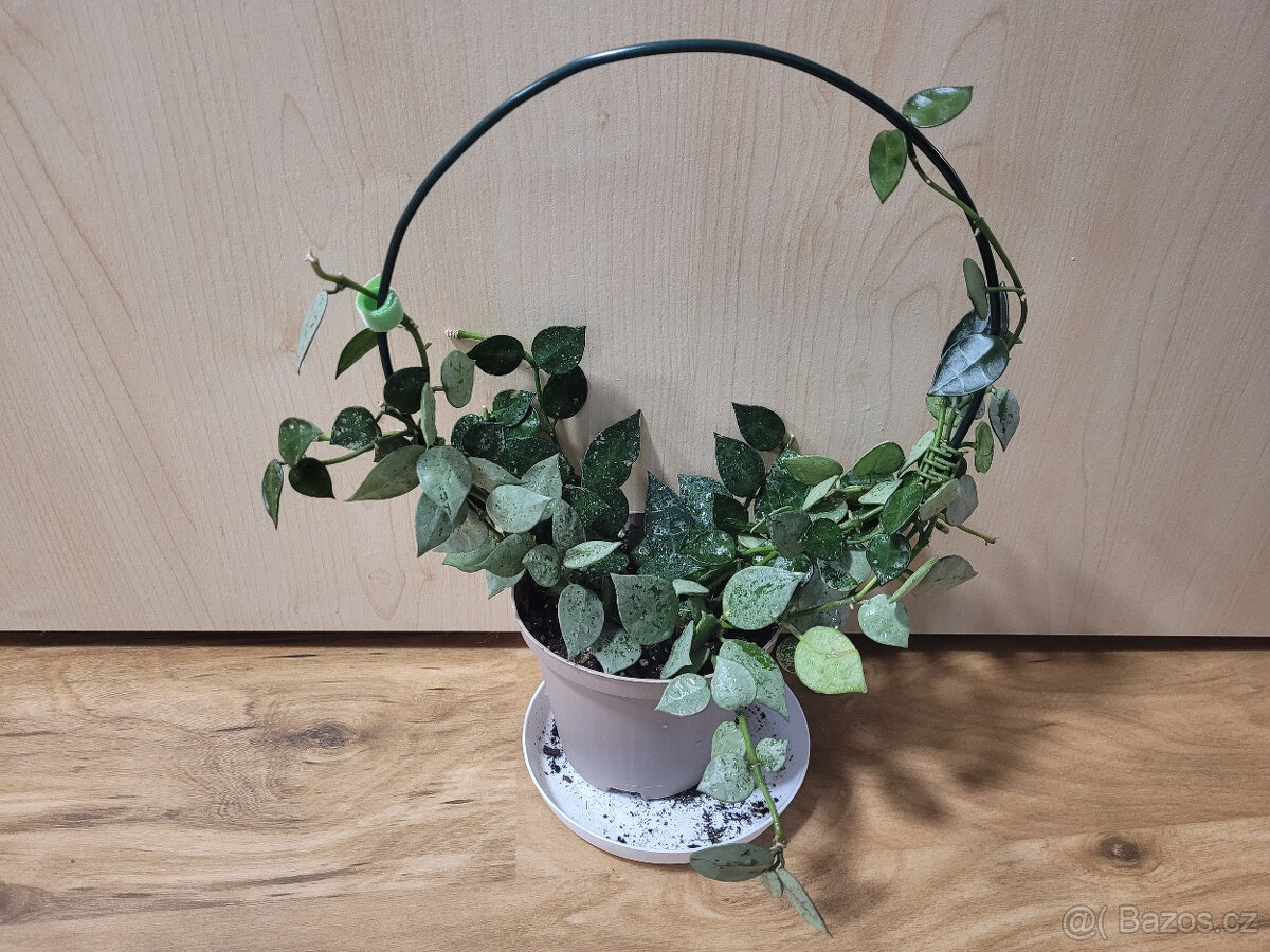 Pokojovky (Epipremnum, Hoya, Ludisia, Monstera, Orchidej)