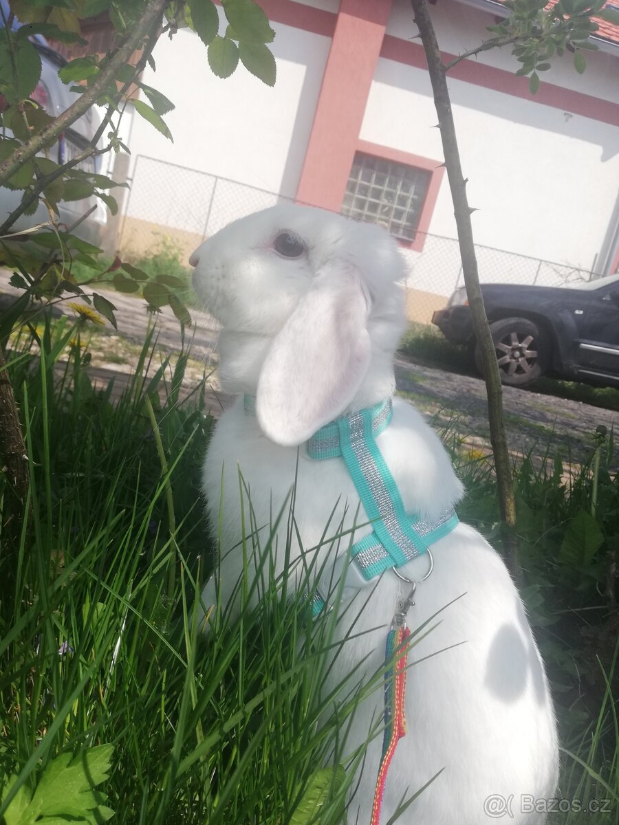 kšírky na králíka