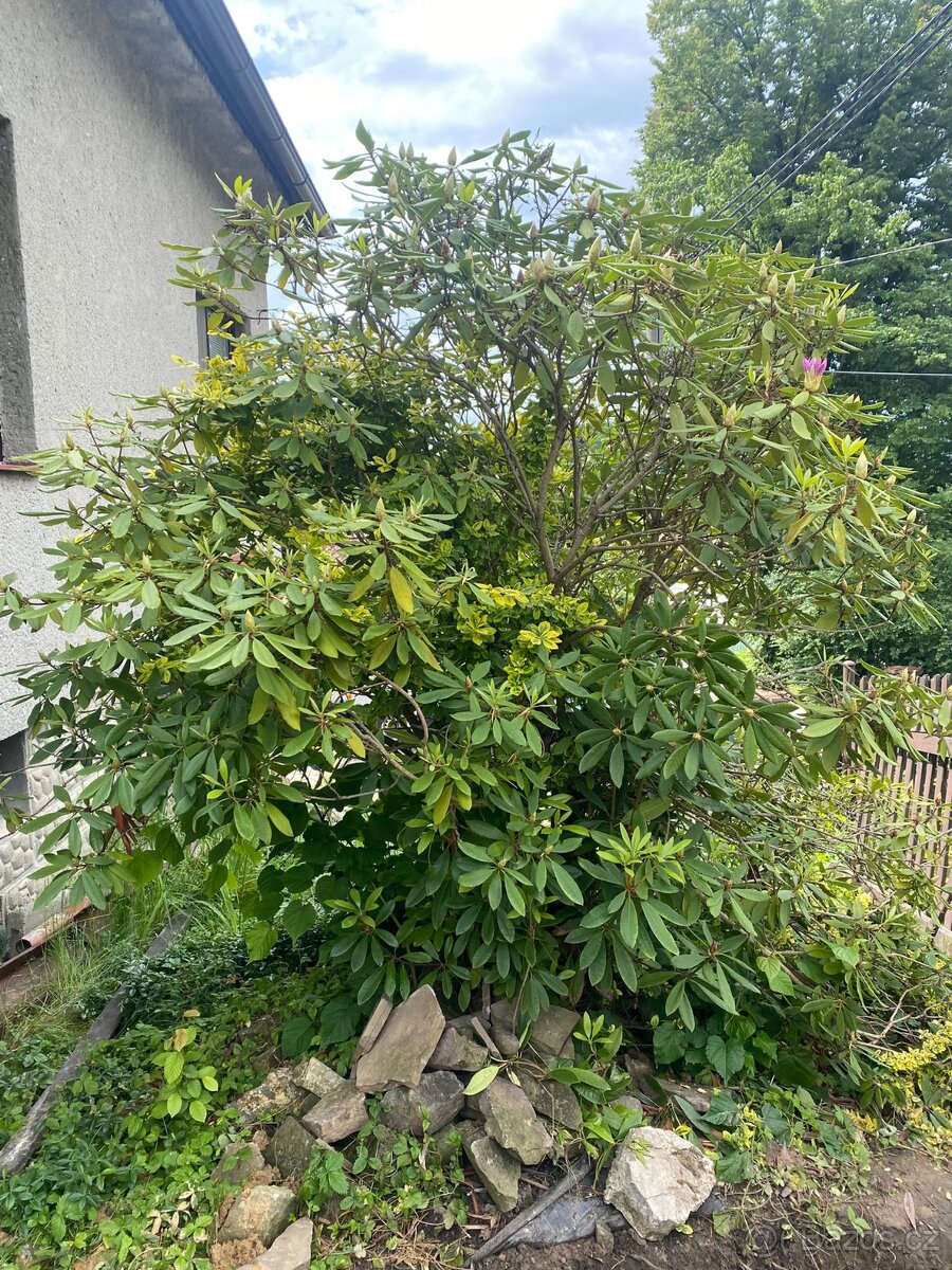 Rododendron