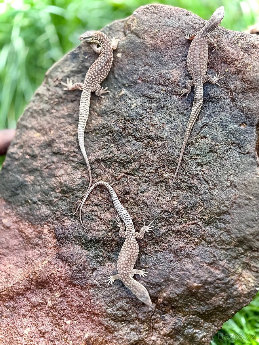 Varan ostnoocasý / Varanus acanthurus