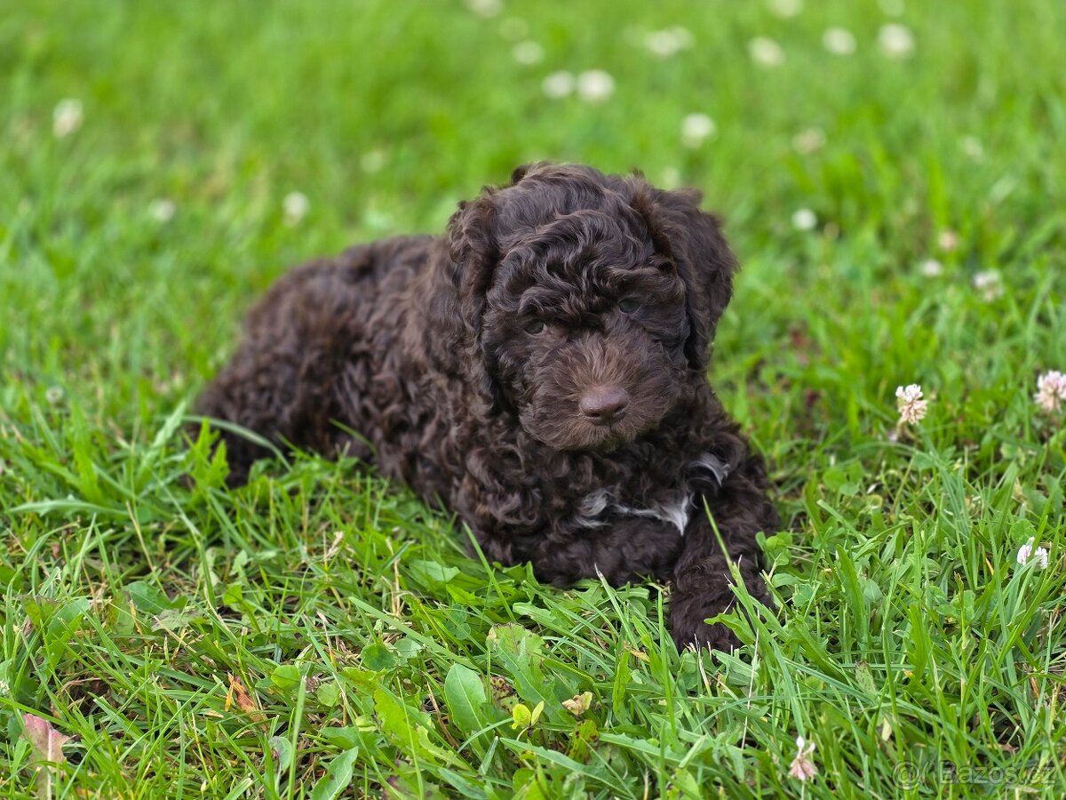Lagotto romagnolo s PP - Angelo