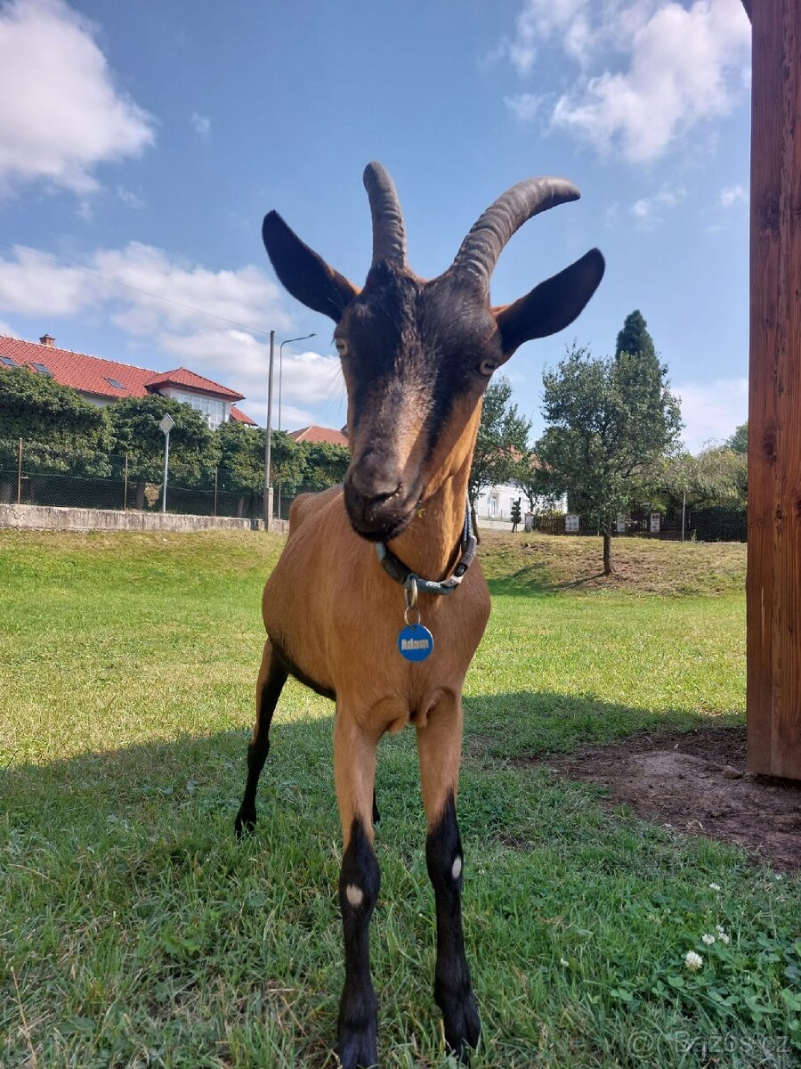 Kozel ( vykastrovaný)