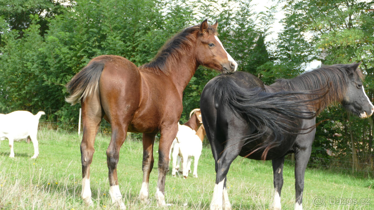 Welsh pony of cob type, sekce C