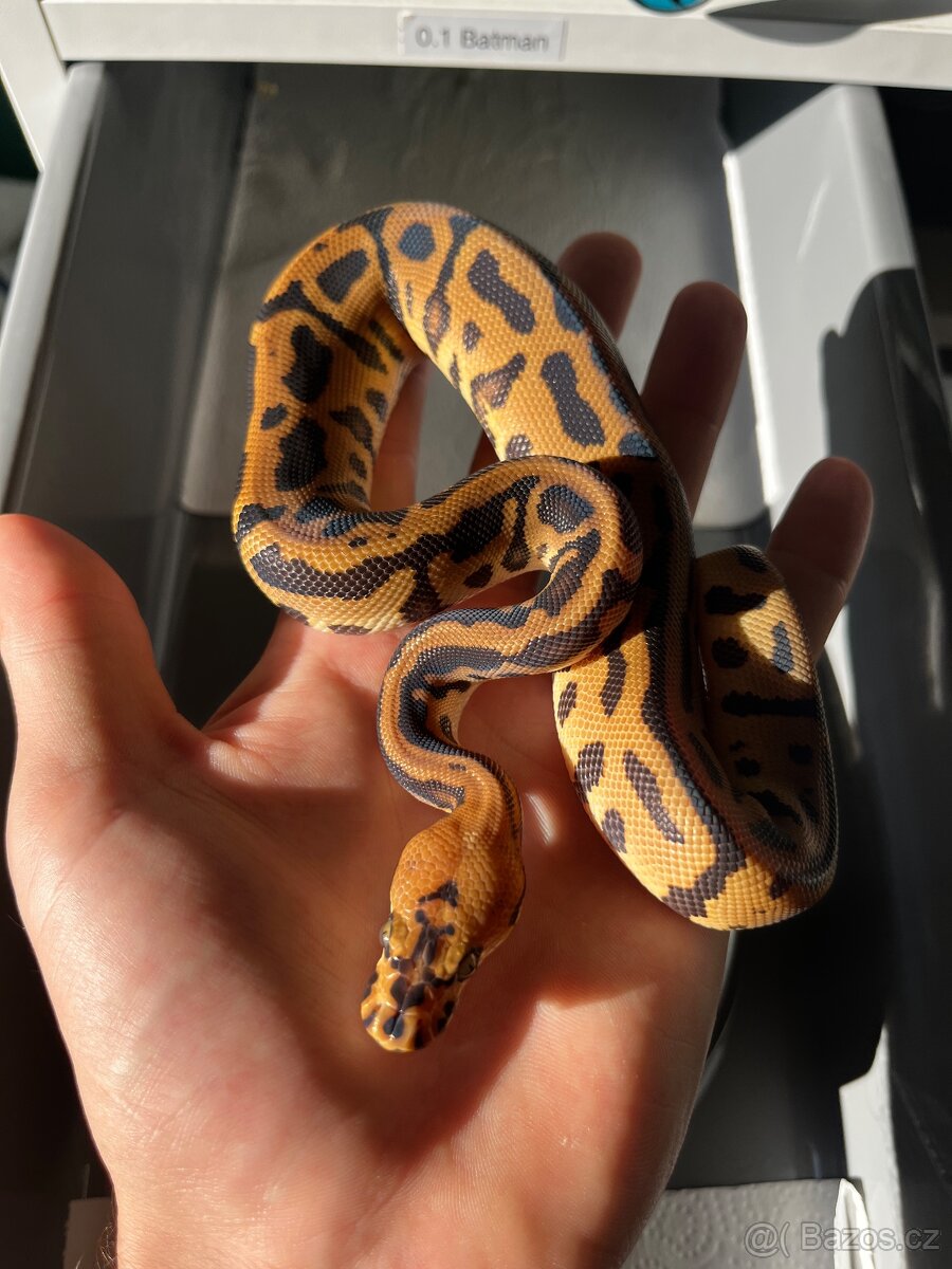 Krajta královská mláďata