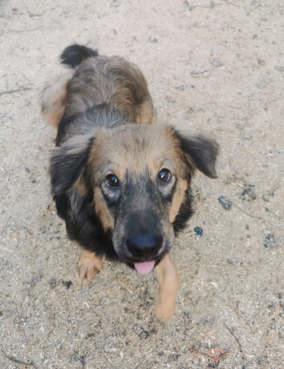 Štěňátka hledají nové domovy