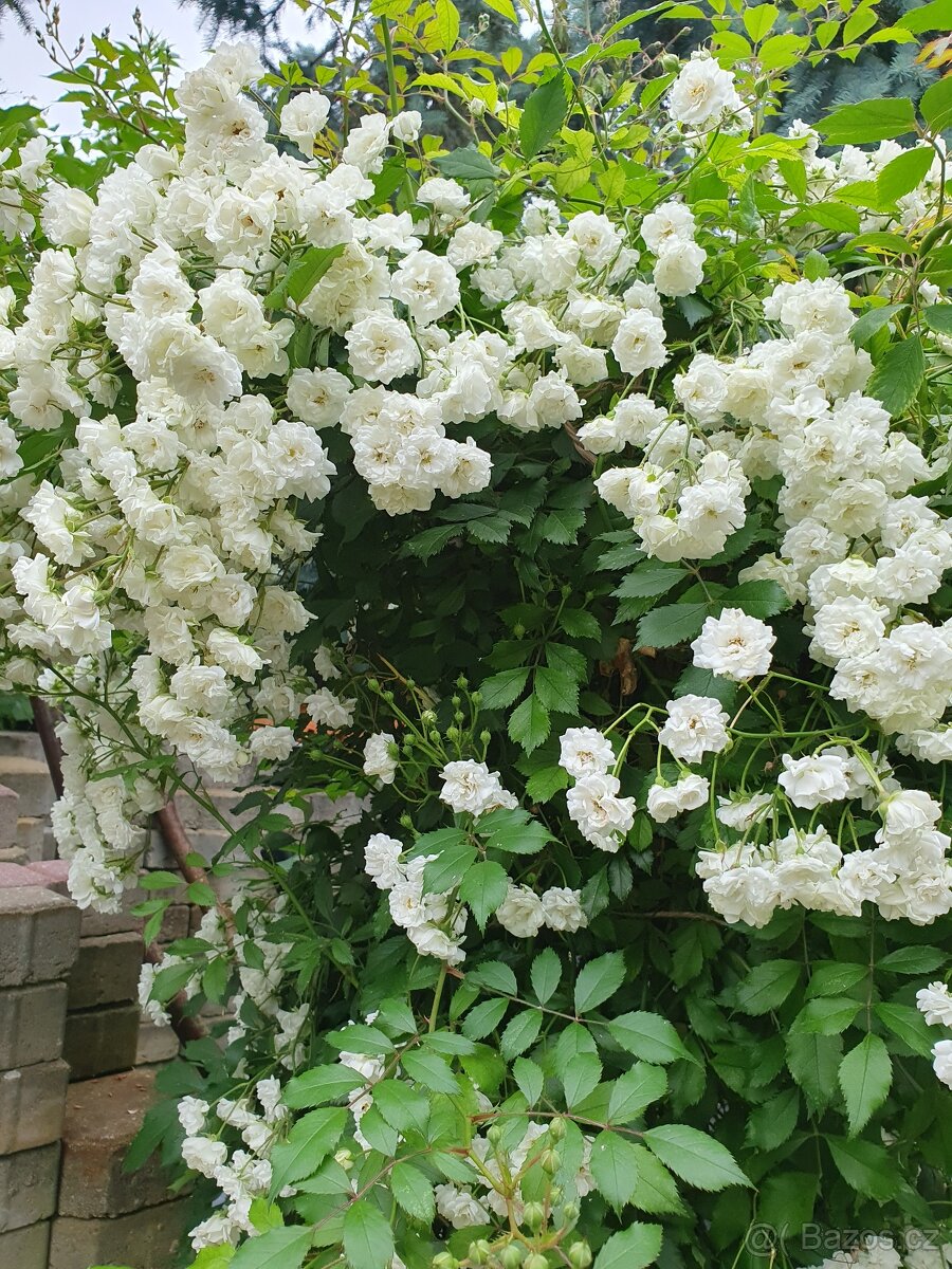 Růže drobnokvětá bílá popínavá